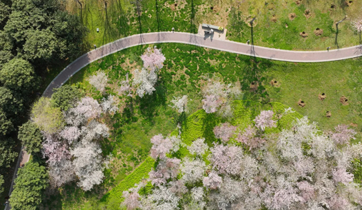 一河春色，兩岸繁花，賈魯河畔濃縮了最美的春天